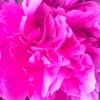 pinkisforme2019